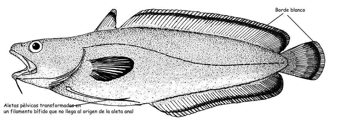 Phycis phycis_00001